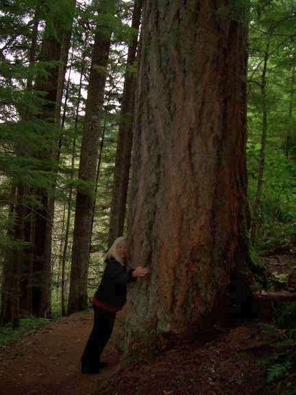 redwood tree hugger